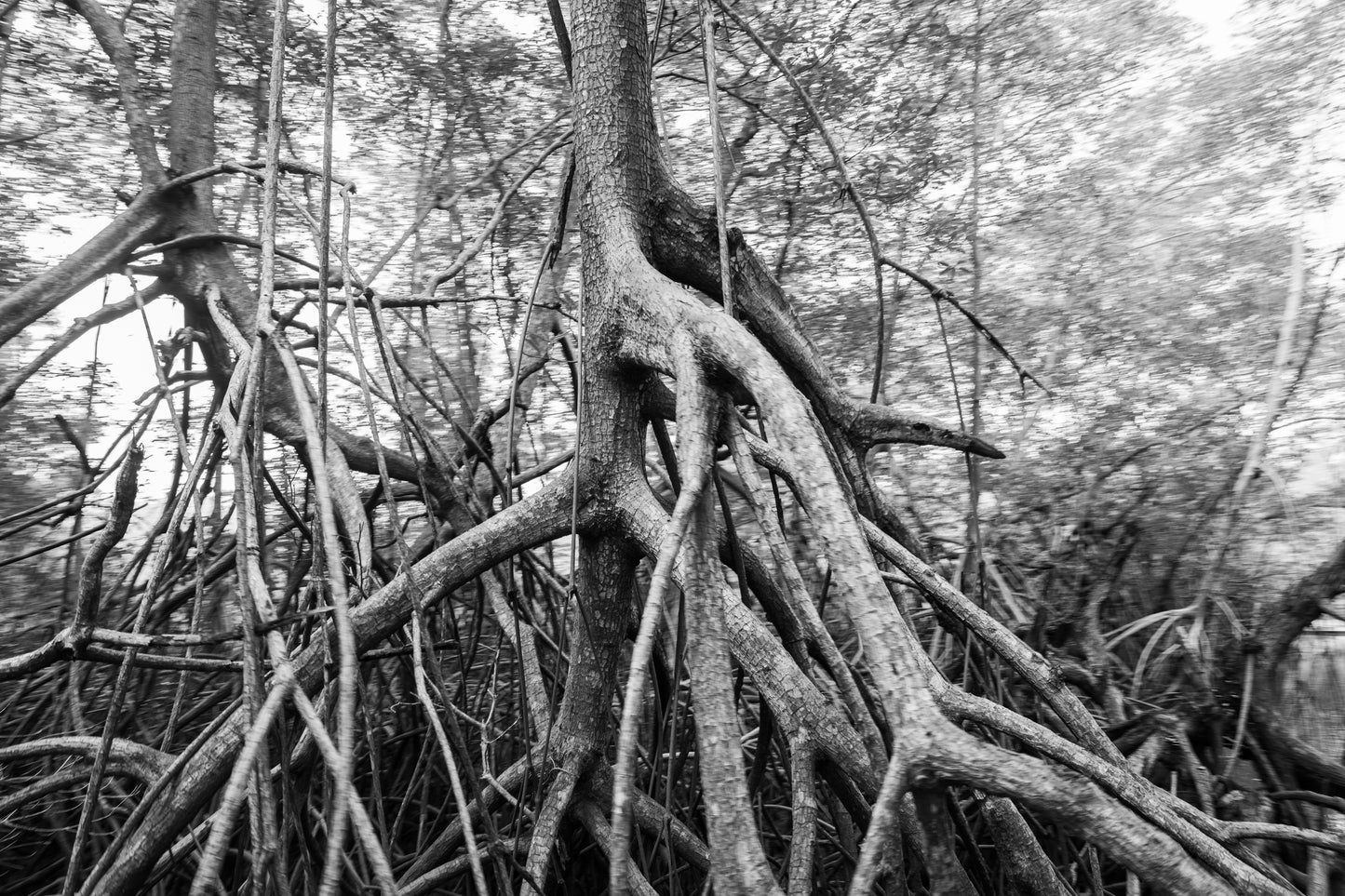 Old Growth (2021)