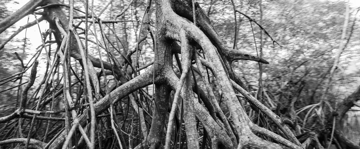 Old Growth (2021)