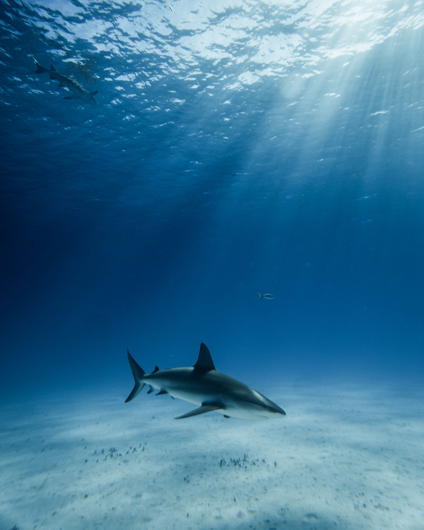 Reef Patrol (2018)