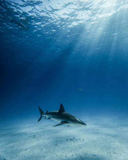 Reef Patrol (2018)