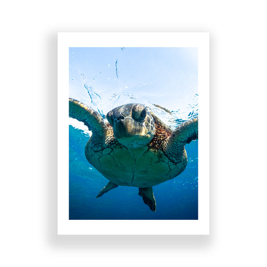 Honu