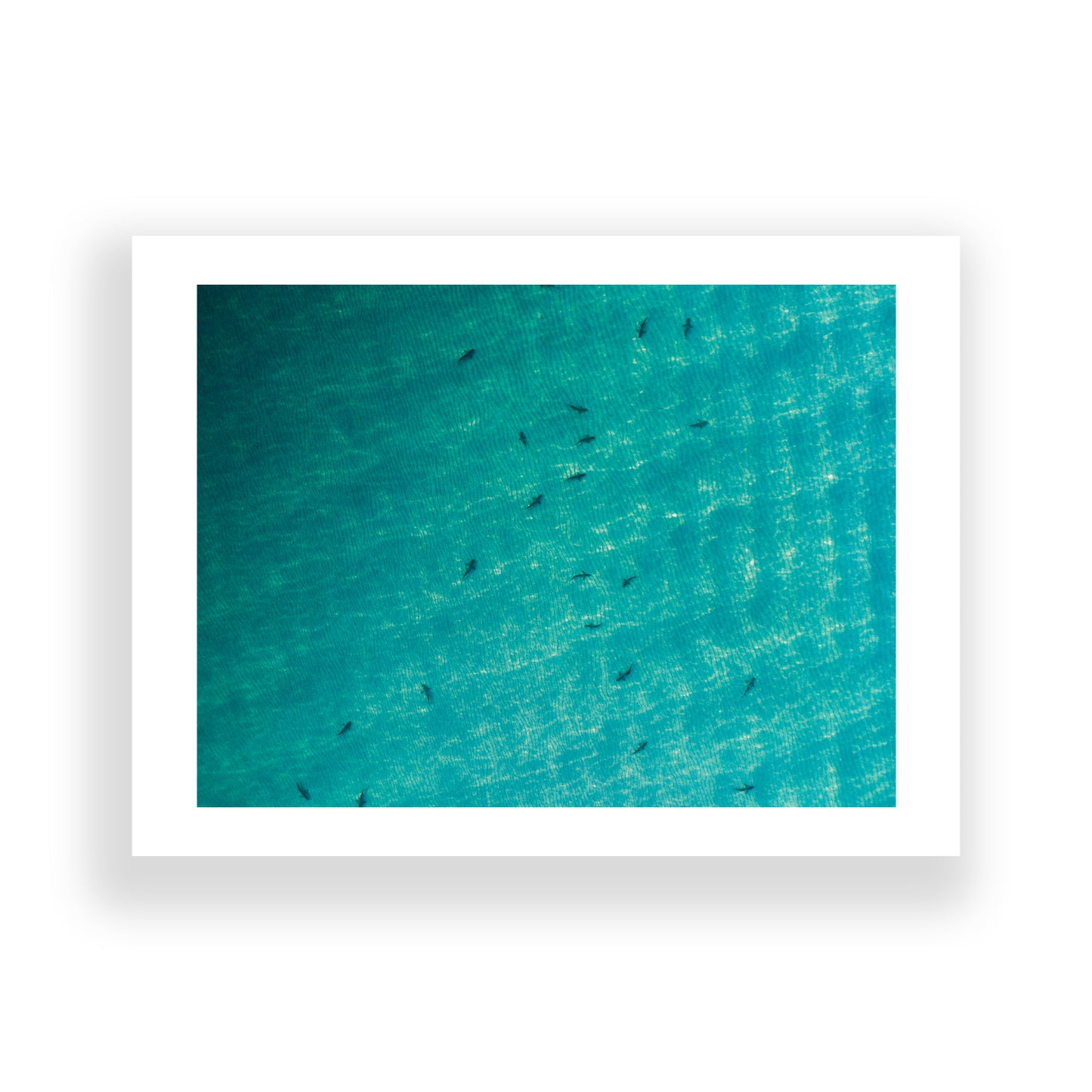 Shark Migration (2021)