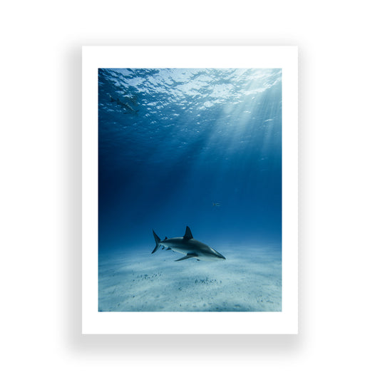 Reef Patrol (2018)