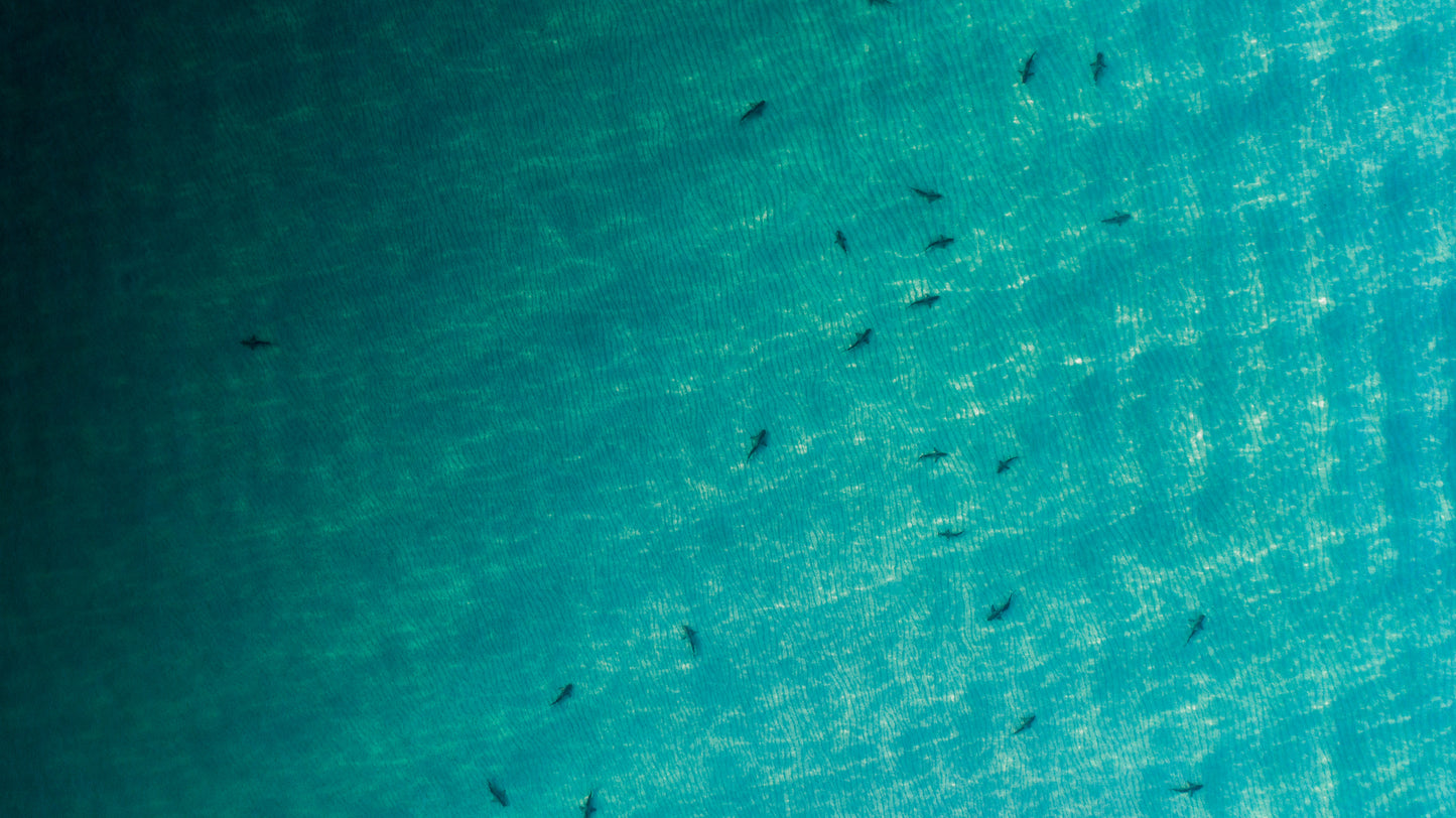 Shark Migration (2021)