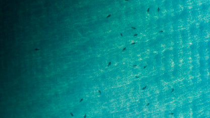 Shark Migration (2021)